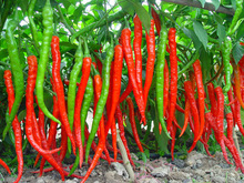 jardim-planta-100-sementes-pimenta-picante-quente-longo-de-sementes-de-plantas_220x220